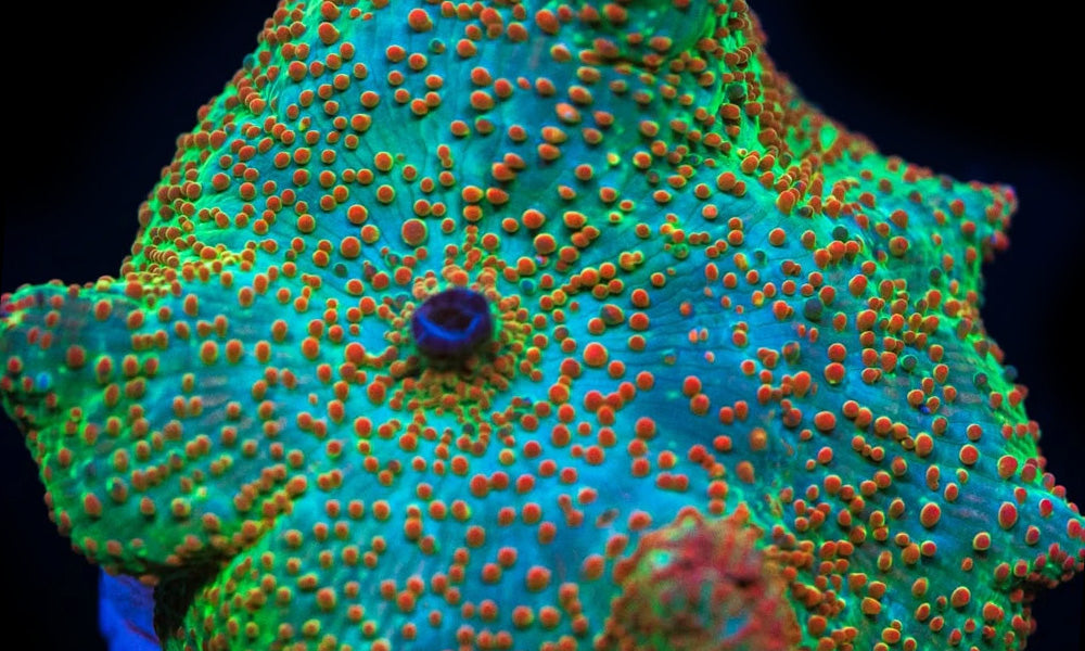 Different Types of Hardy Corals for Your Reef Tank
