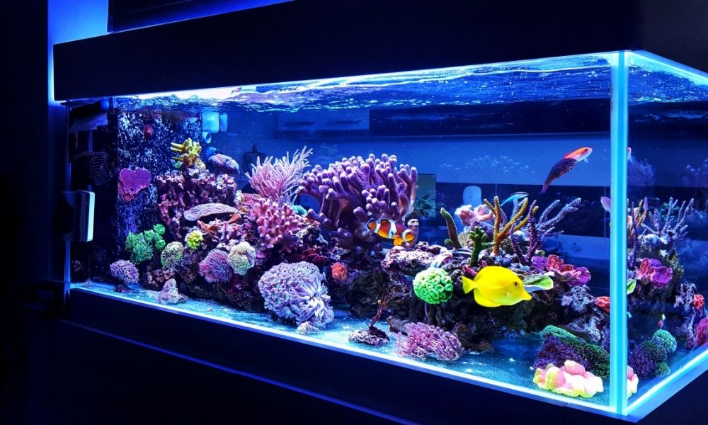 The Importance of PAR in Your Coral Reef Tanks