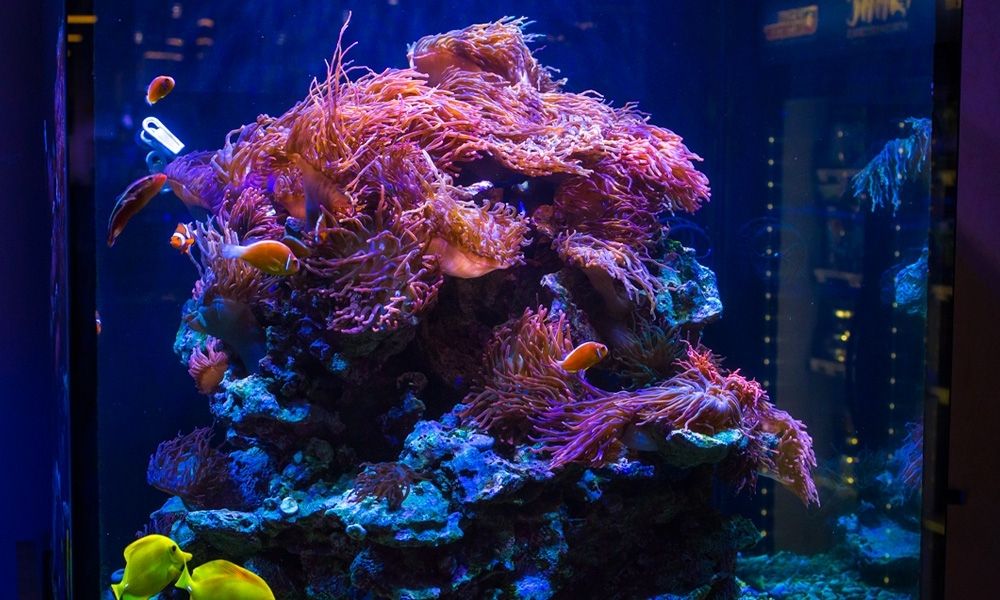 Go With the Flow: Tips for Choosing the Right Aquarium Pump