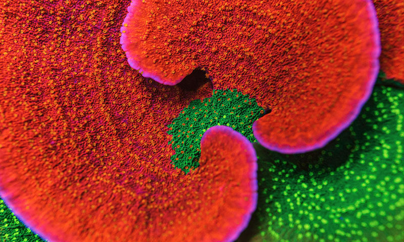 Montipora Corals