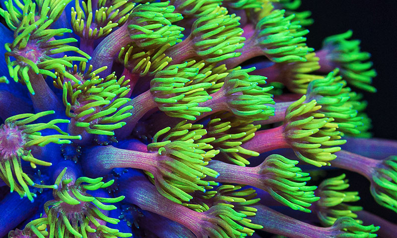 Sea Clear Center Reef Swinthru Coral Replica