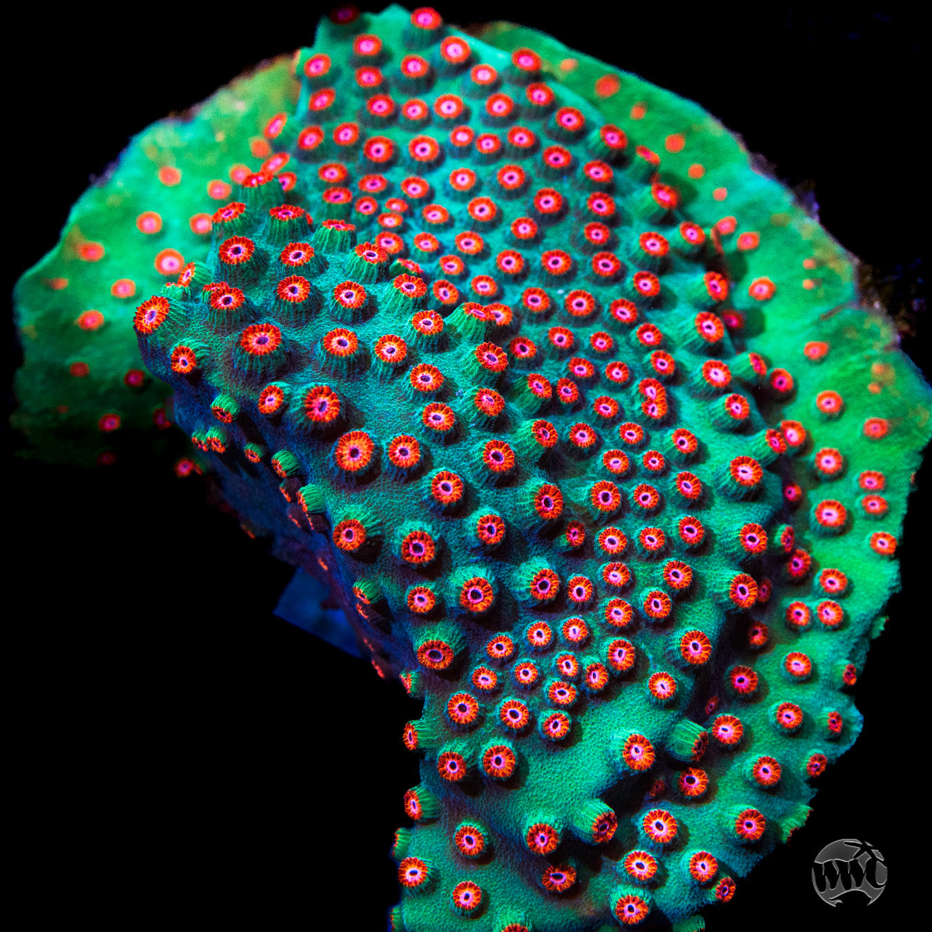WWC Jingle Bells Cyphastrea Coral