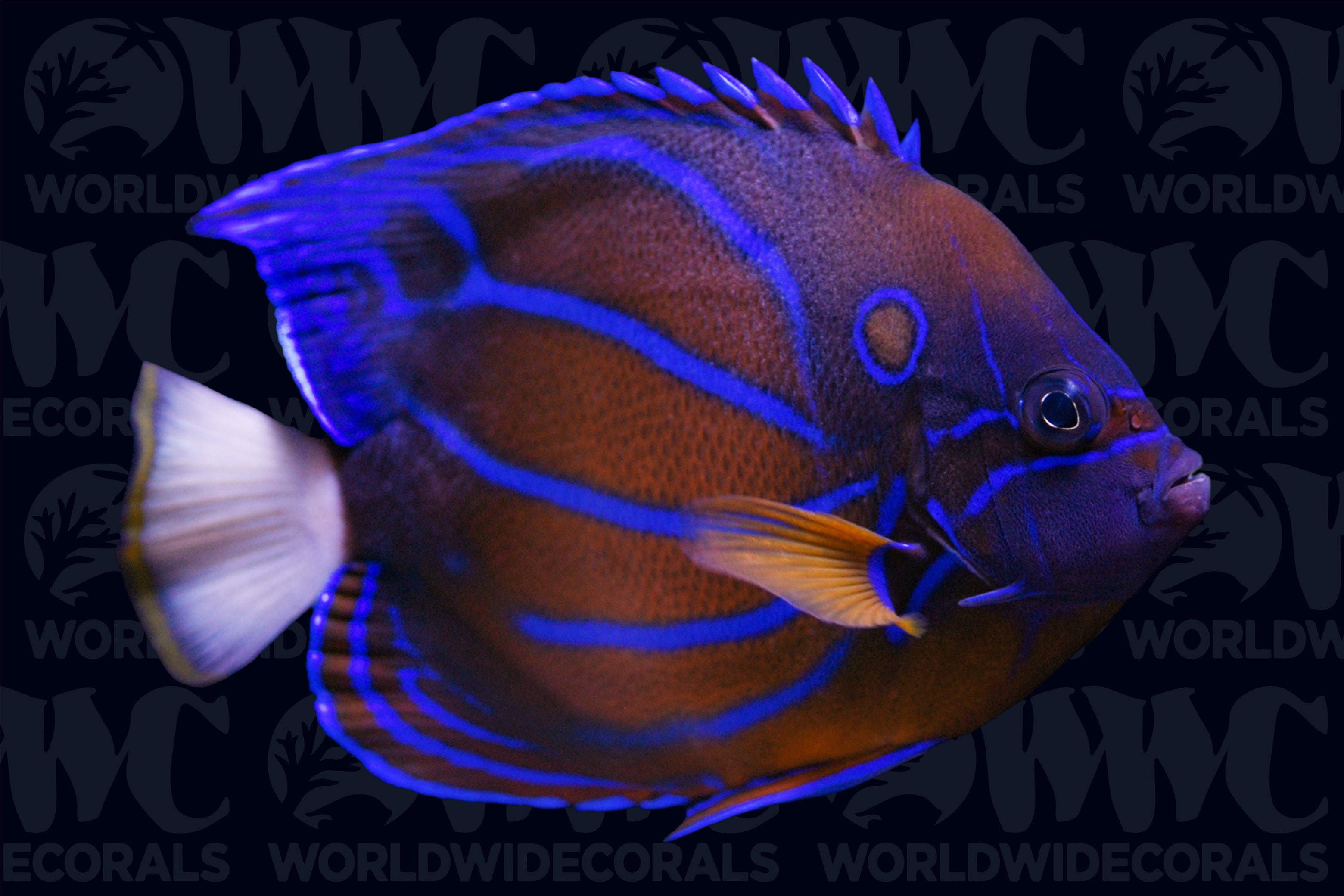 Annularis Angelfish - Adult - Sri Lanka