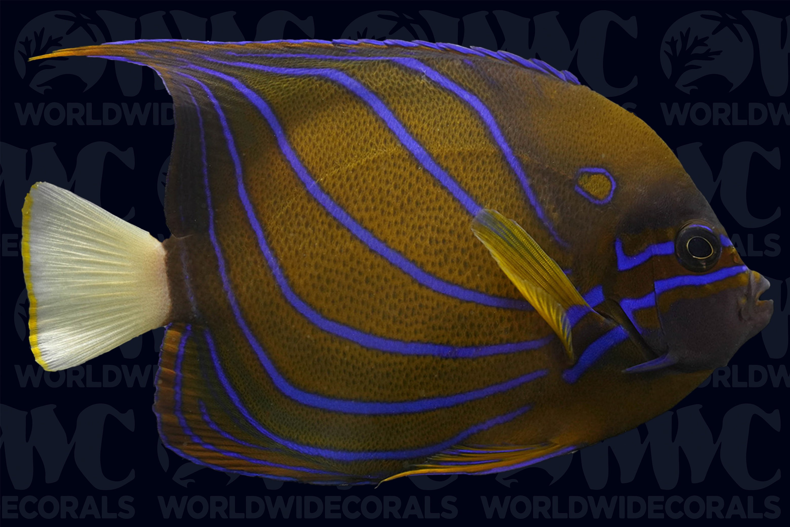 Annularis Angelfish - Adult - Indonesia