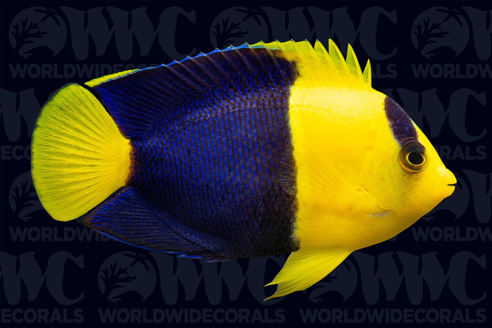 Bicolor Dwarf Angelfish - Tonga