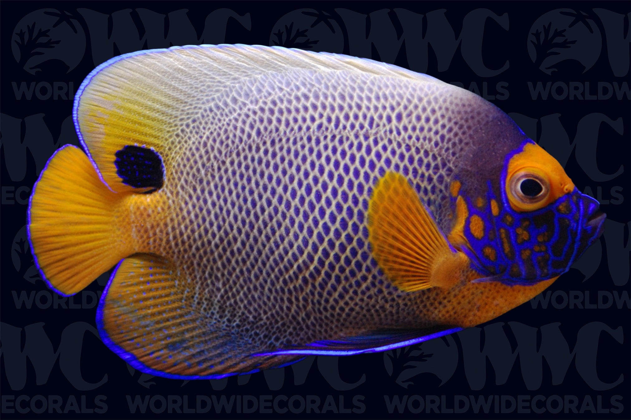 Blue Face Angelfish - Adult - Indonesia