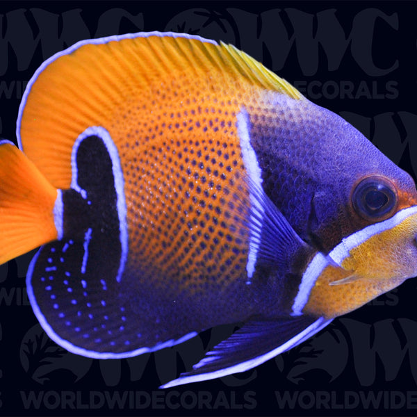 洋楽 Angelfish Majestic Blue Girdled Angelfish - Adult - Philippines