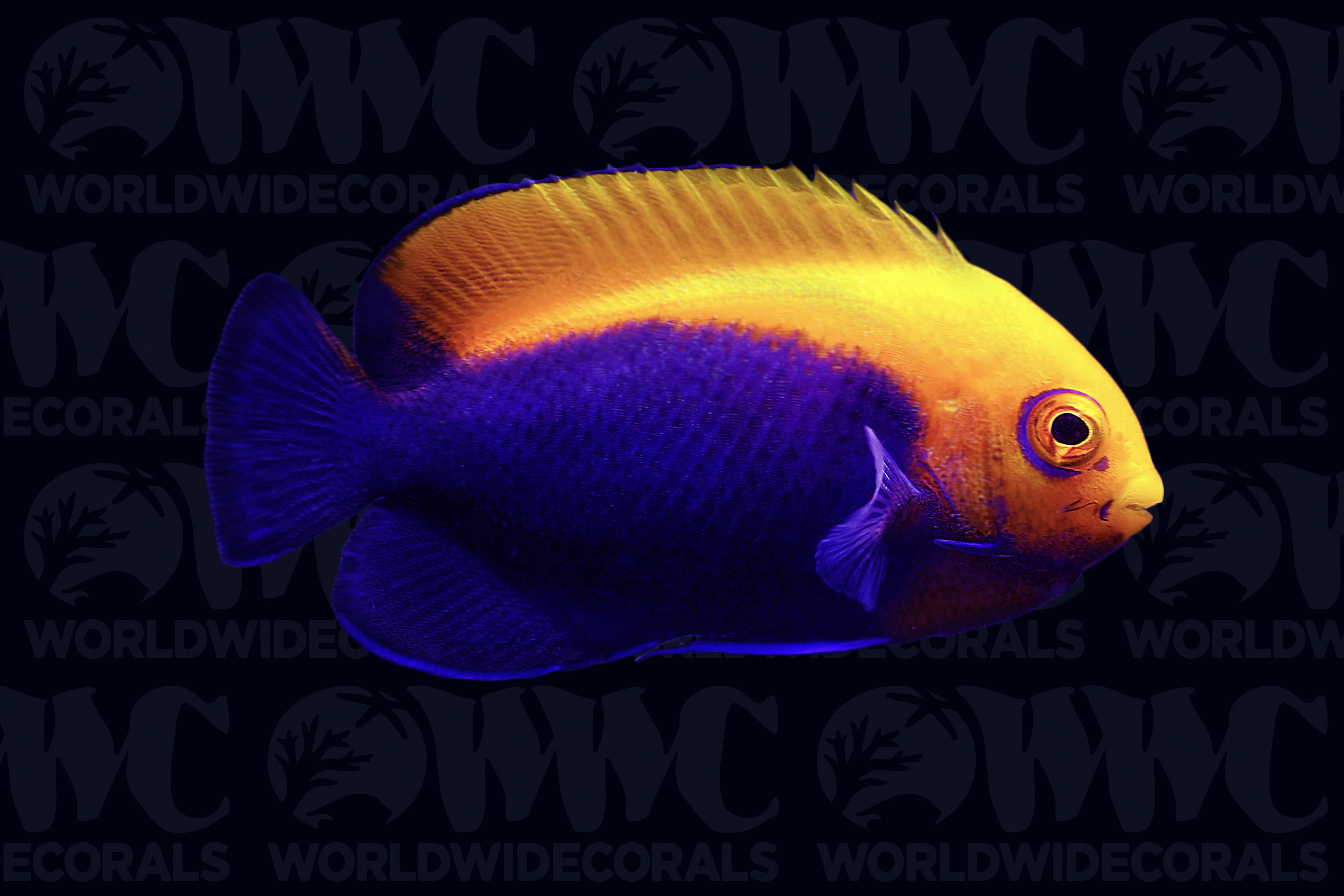 Flameback Dwarf Angelfish - Brazil