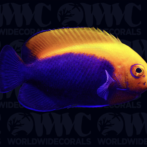Flameback Dwarf Angelfish - Brazil