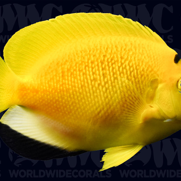 1100377_600x600_crop_center.