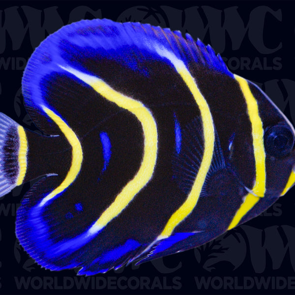 Cortez Angelfish - Juvenile - Nicaragua