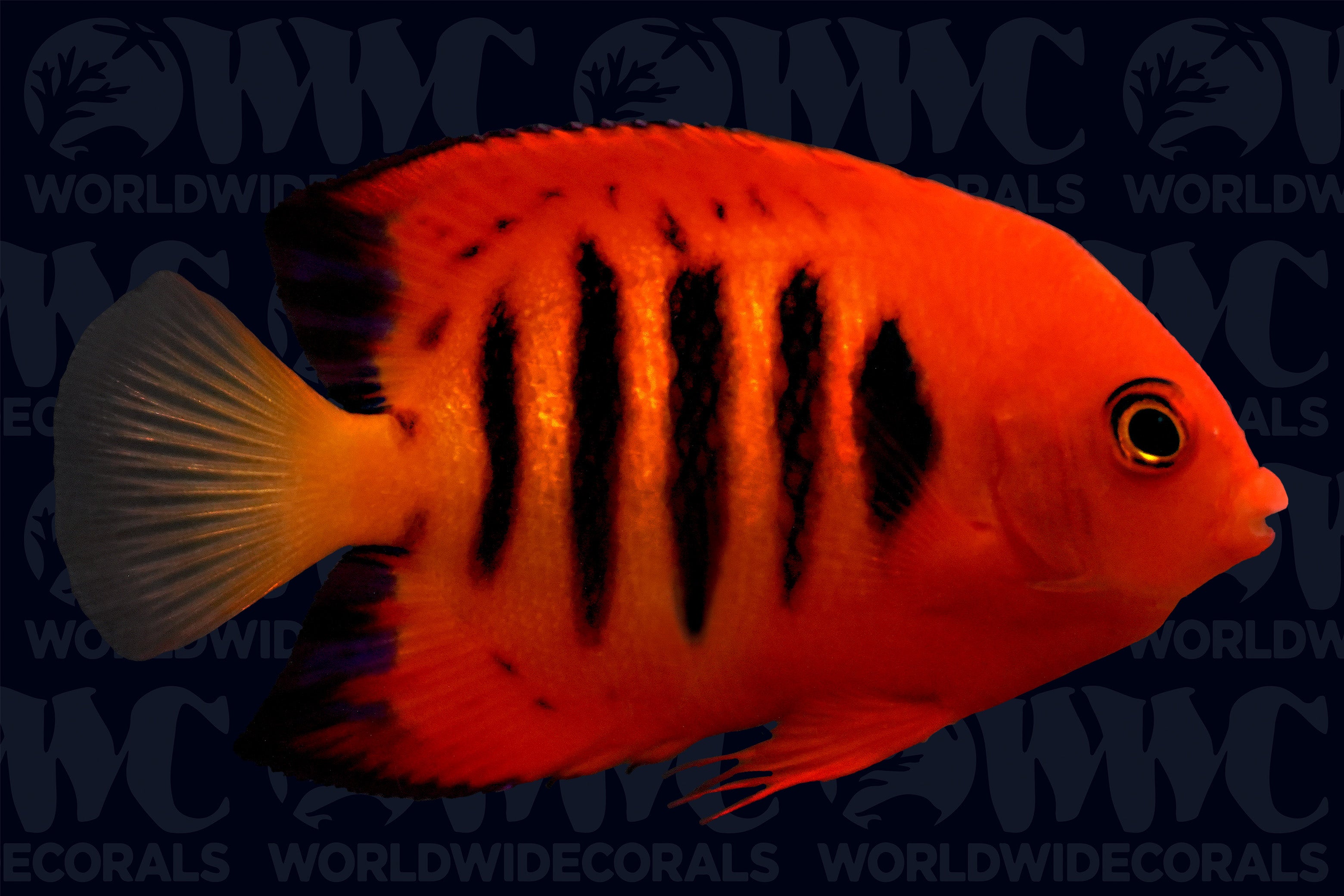 Flame Angelfish - Marshall Islands