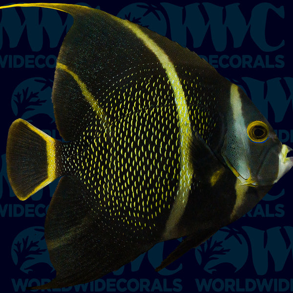 洋楽 Angelfish 1100449_5fcf172d-cccf-4c22-