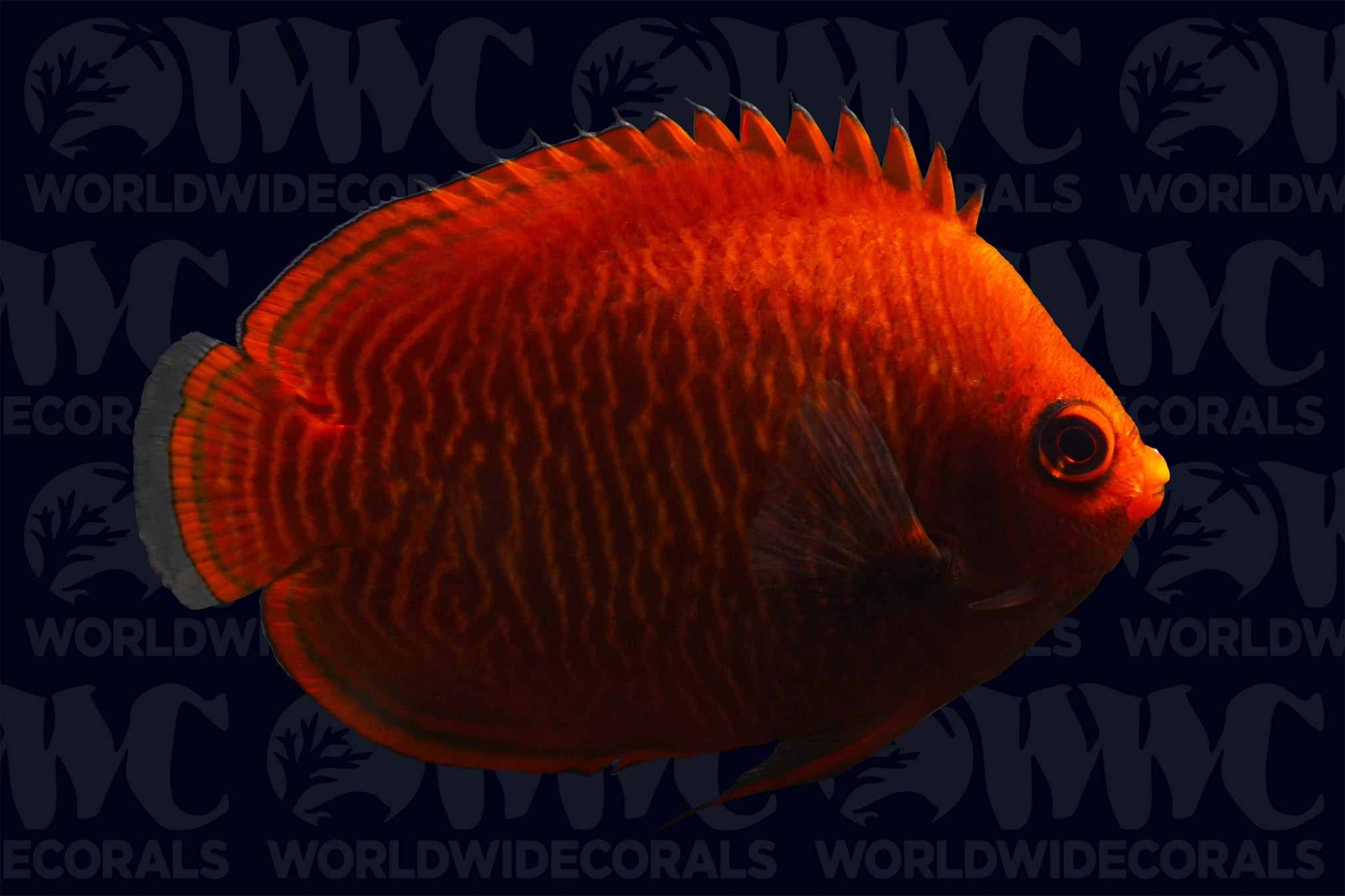 Golden Pygmy Angelfish - Indonesia
