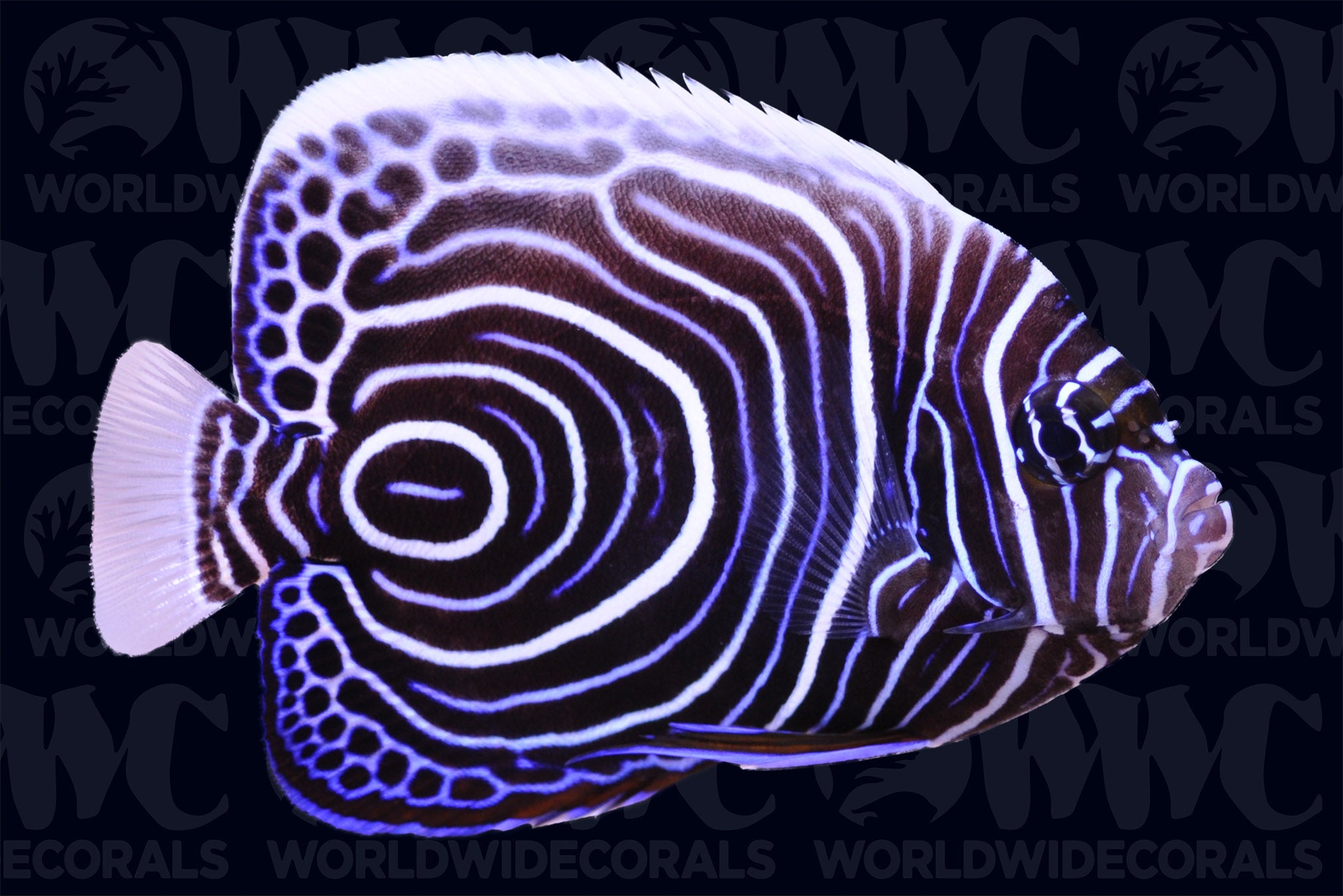 Imperator Angelfish - Juvenile - Philippines