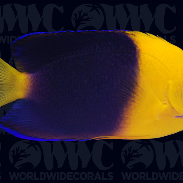 Joculator Dwarf Angelfish - Australia