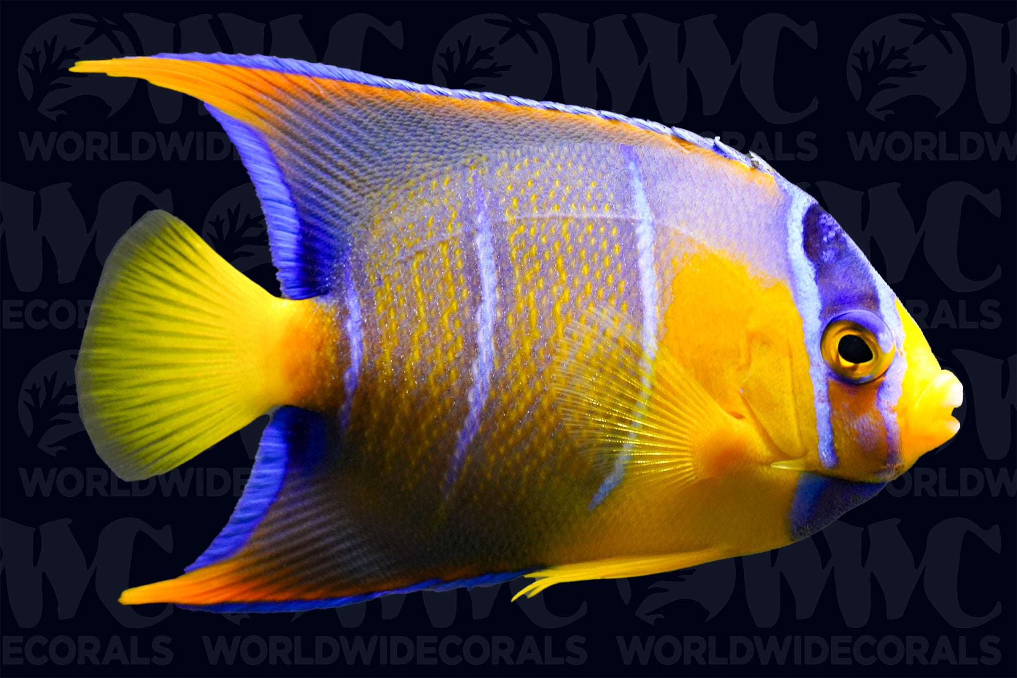 Queen Angelfish - Juvenile - Caribbeans