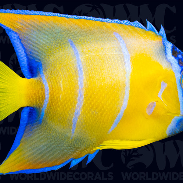 洋楽 Angelfish 1100619_600x600_crop_center.