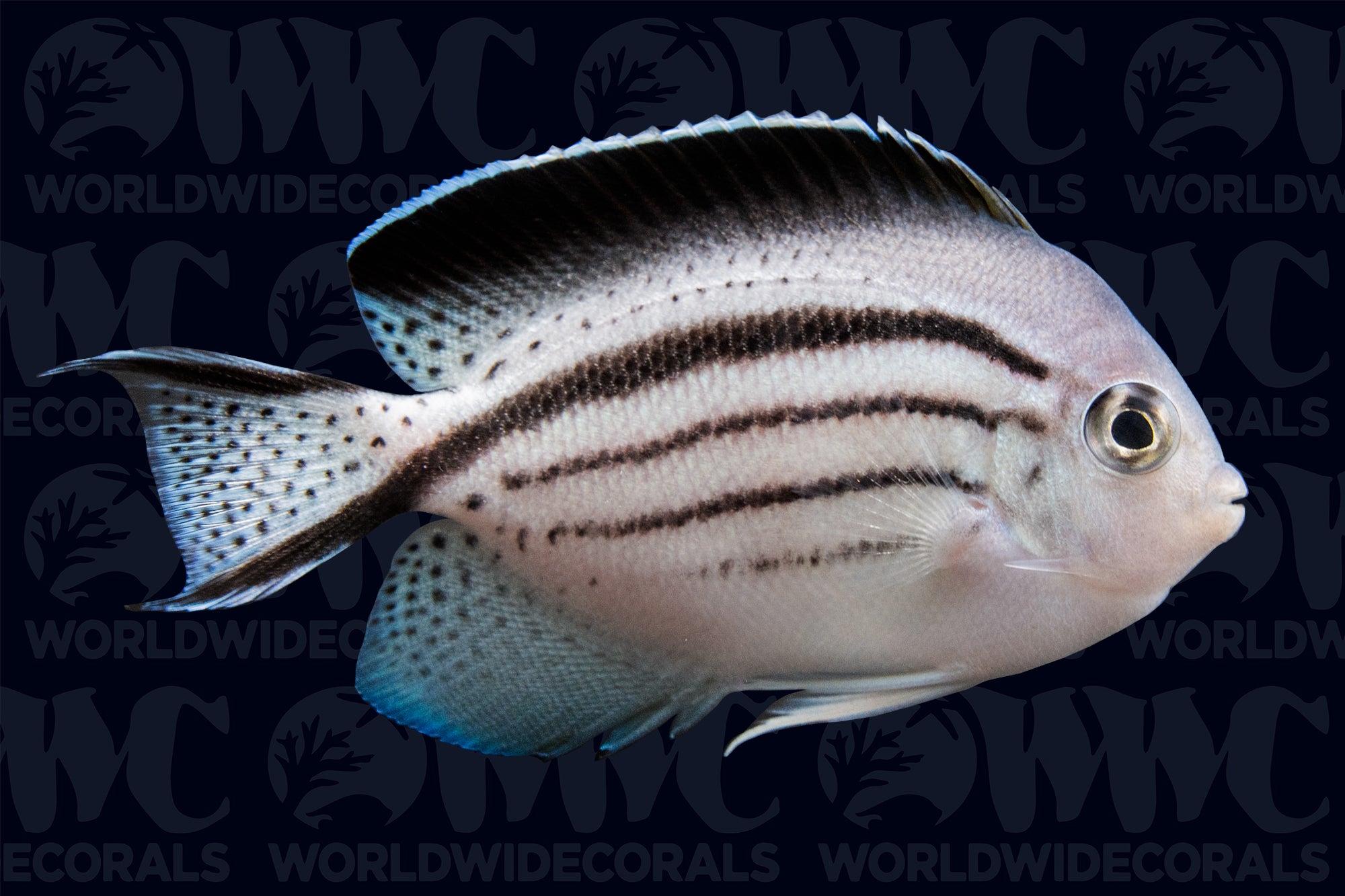 Lamarck Angelfish - Philippines