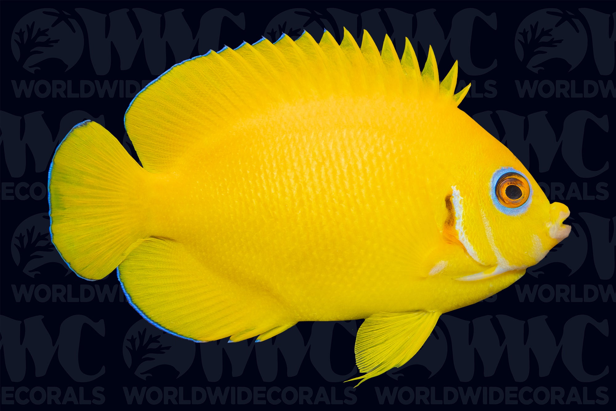 Lemon Peel Dwarf Angelfish - Tonga
