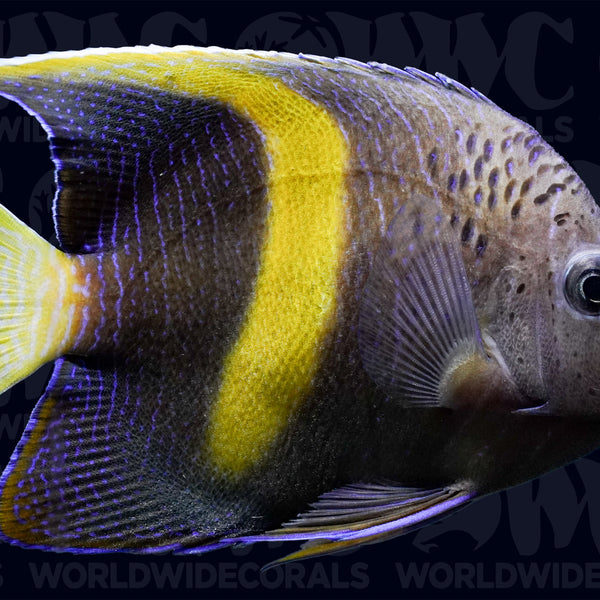 1100674_600x600_crop_center.