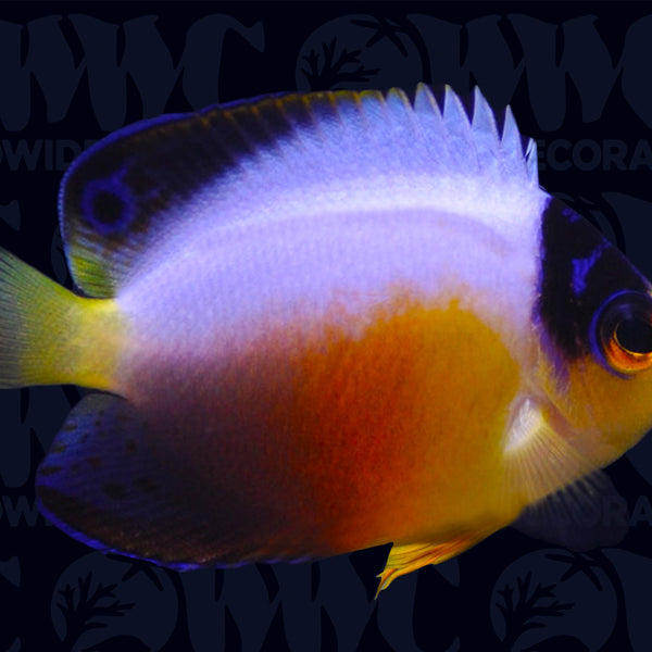 Multicolor Dwarf Angelfish - Marshall Islands