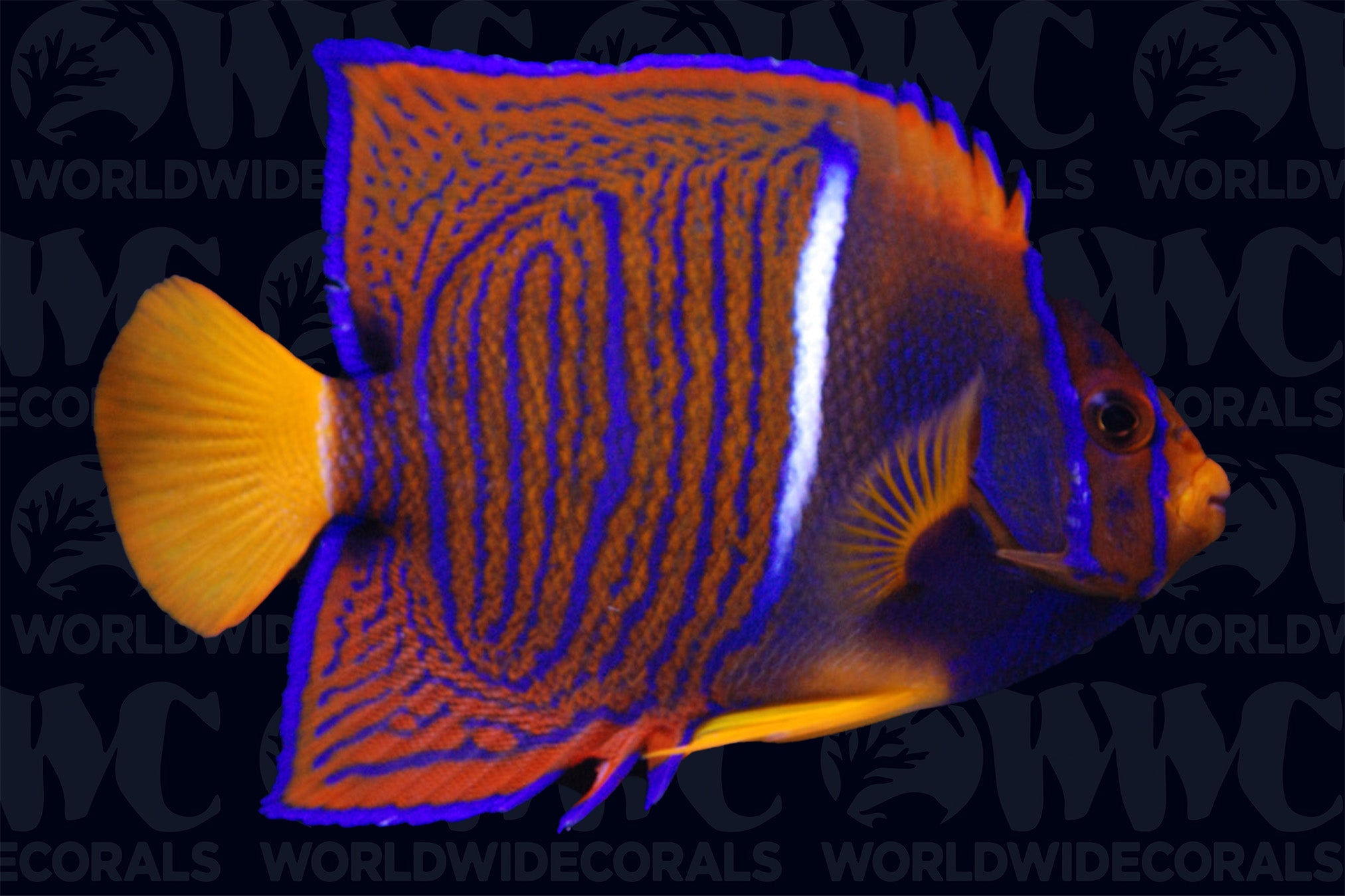 Passer Angelfish - Adult - Costa Rica