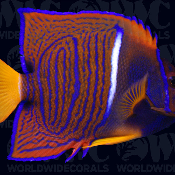 Passer Angelfish - Adult - Costa Rica