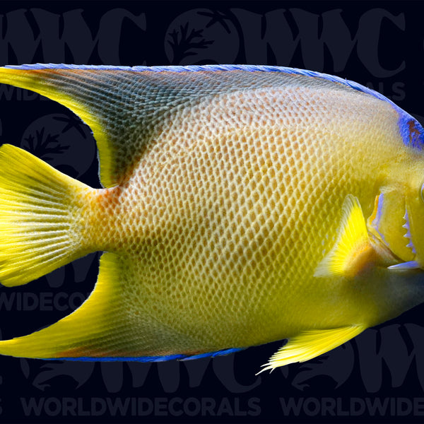 1100770_600x600_crop_center.