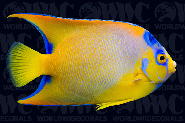 1100779_426eb7b1-158c-499e-