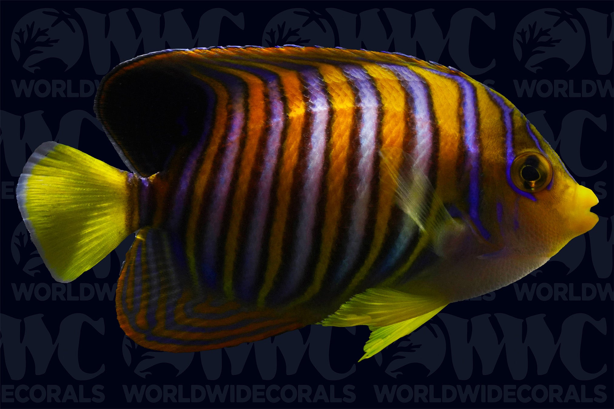 Regal Angelfish - Adult - Philippines