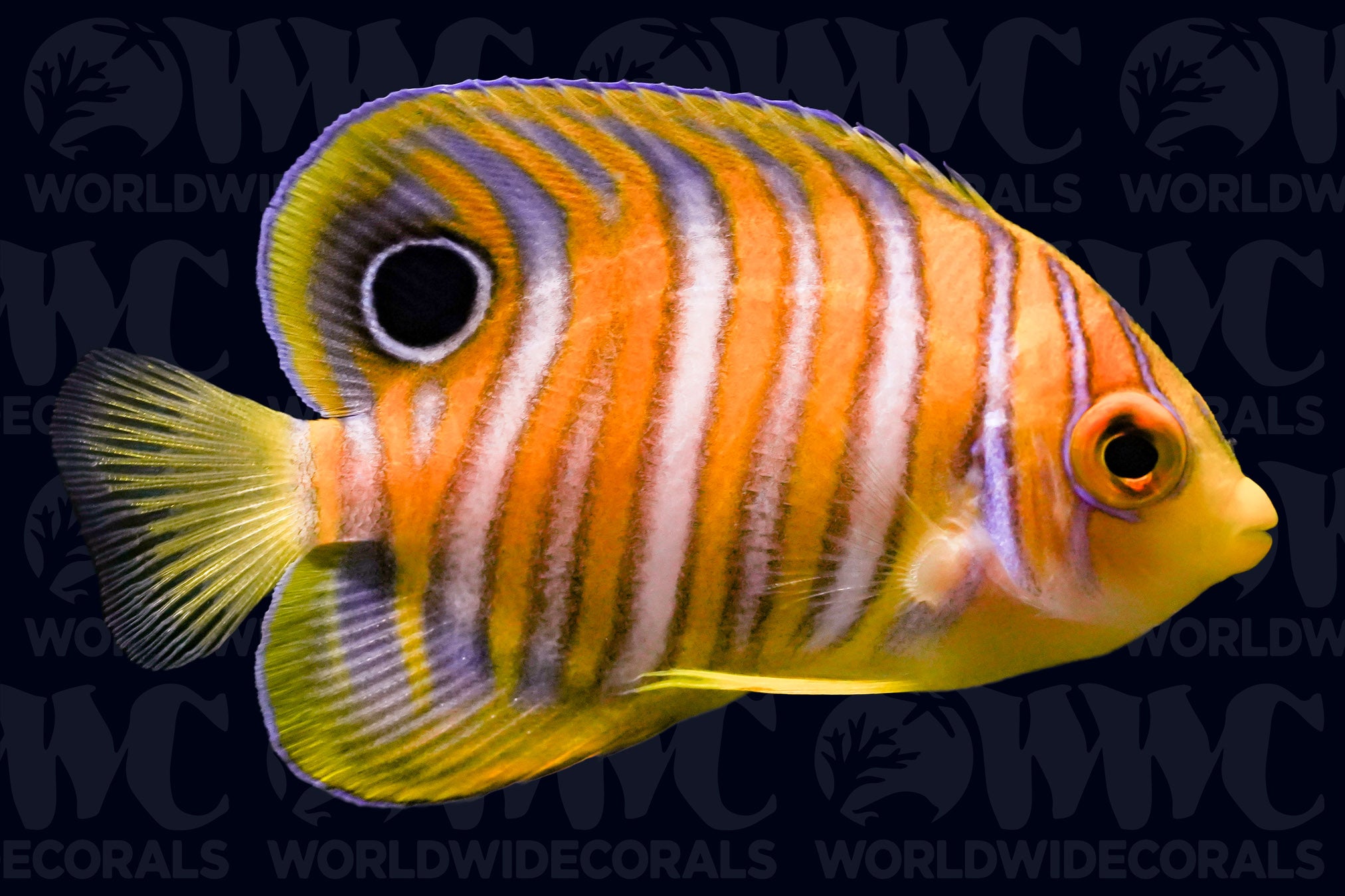 Orange Regal Angelfish - Juvenile - Maldives