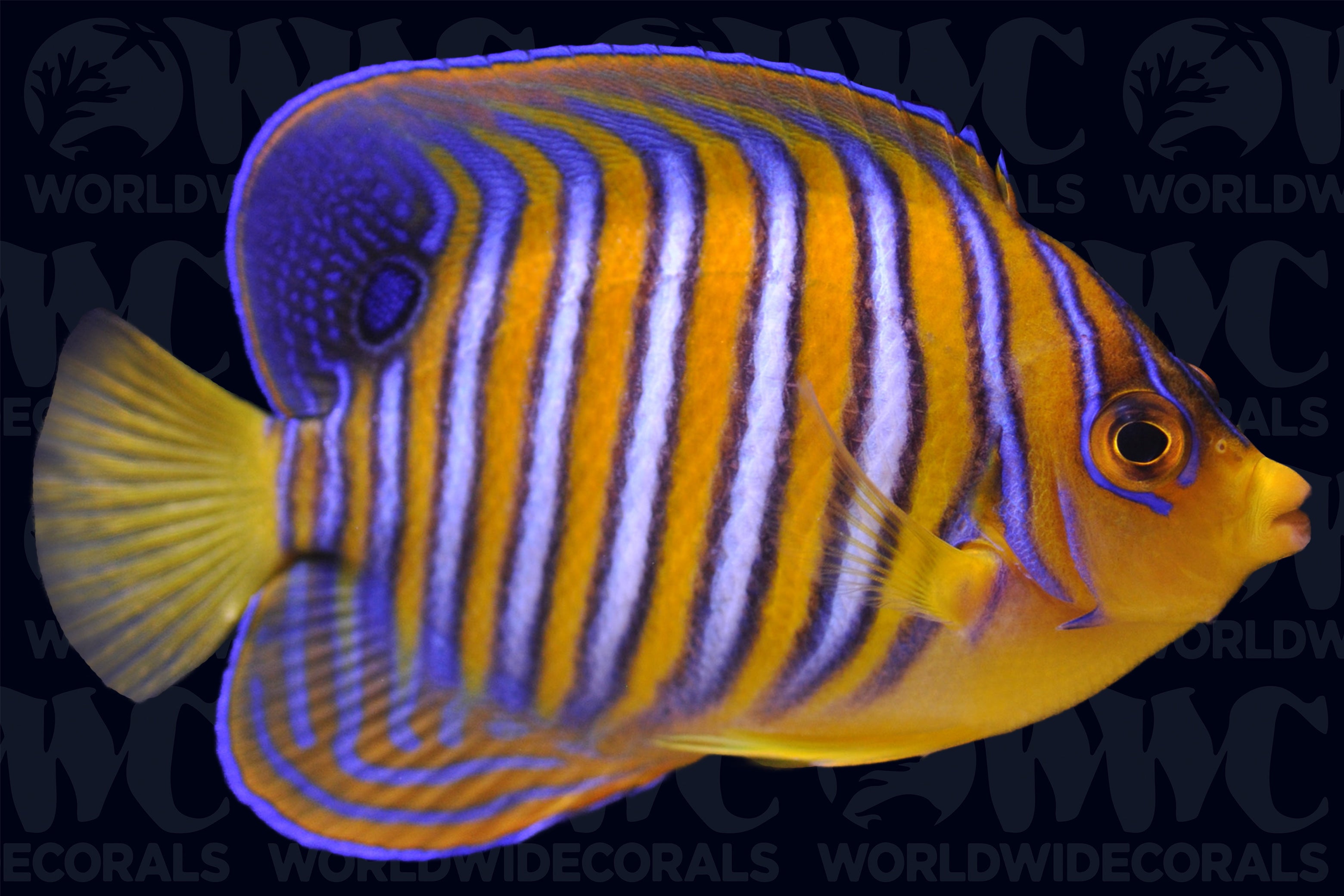 Orange Regal Angelfish - Adult - Maldives
