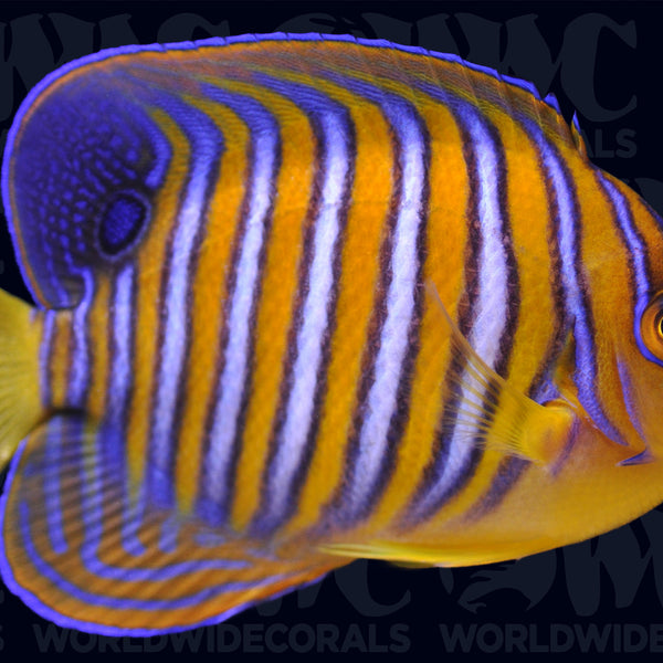 Orange Regal Angelfish - Adult - Maldives