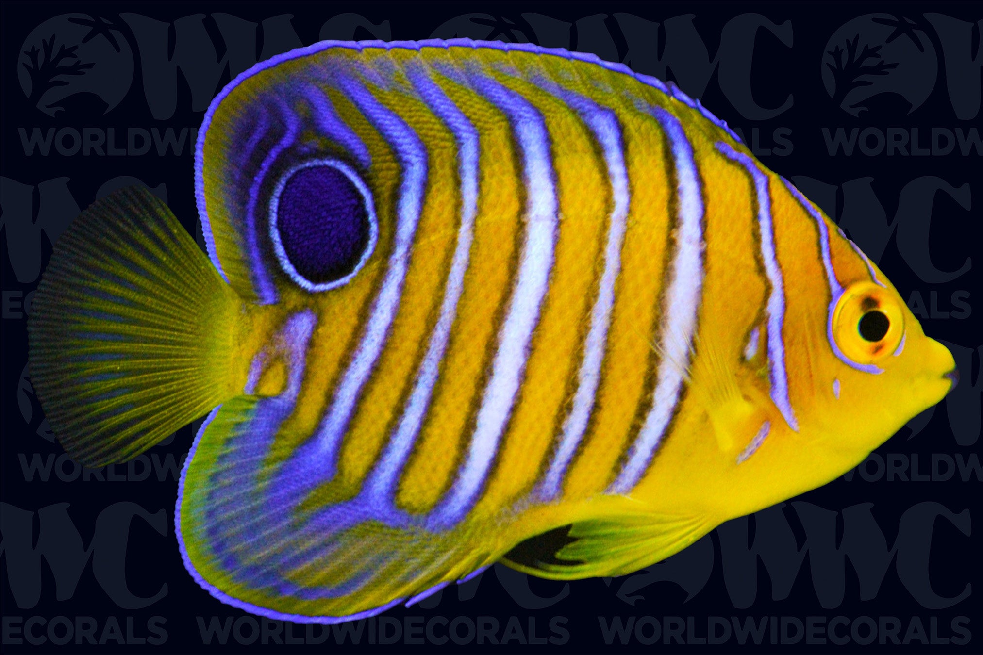 Regal Angelfish - Juvenile - Marshall Islands