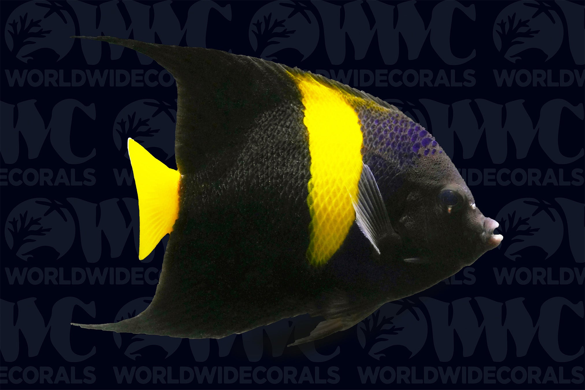 Asfur Angelfish - Adult - Dijouti