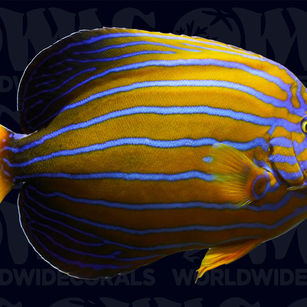 Blue Line Angelfish - Adult - Taiwan