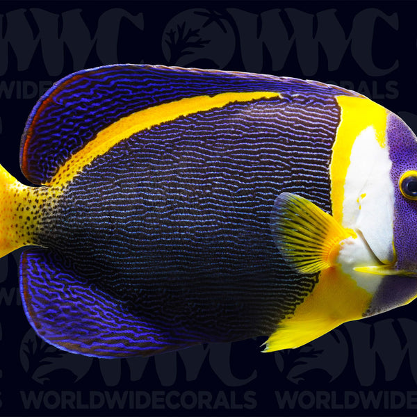 Scribbled Angelfish - Male - Australia