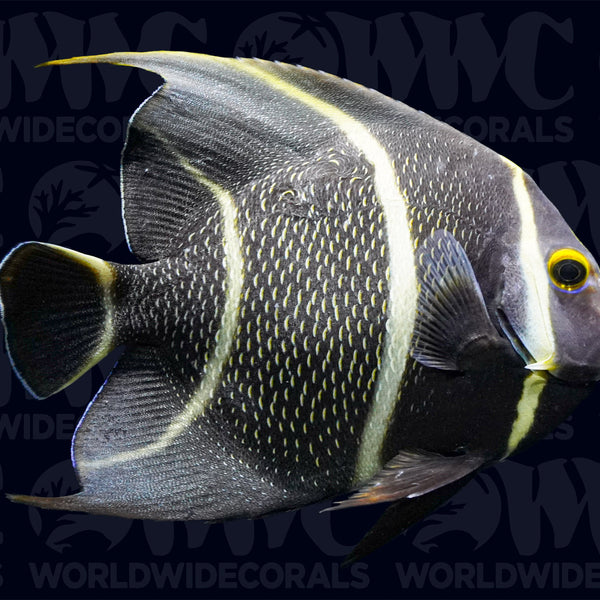 French Angelfish - Changing - Brazil