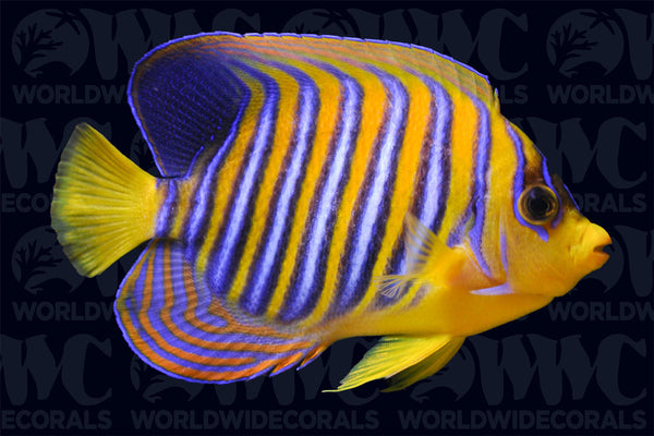 洋楽 Angelfish Orange Regal Angelfish - Adult - Maldives