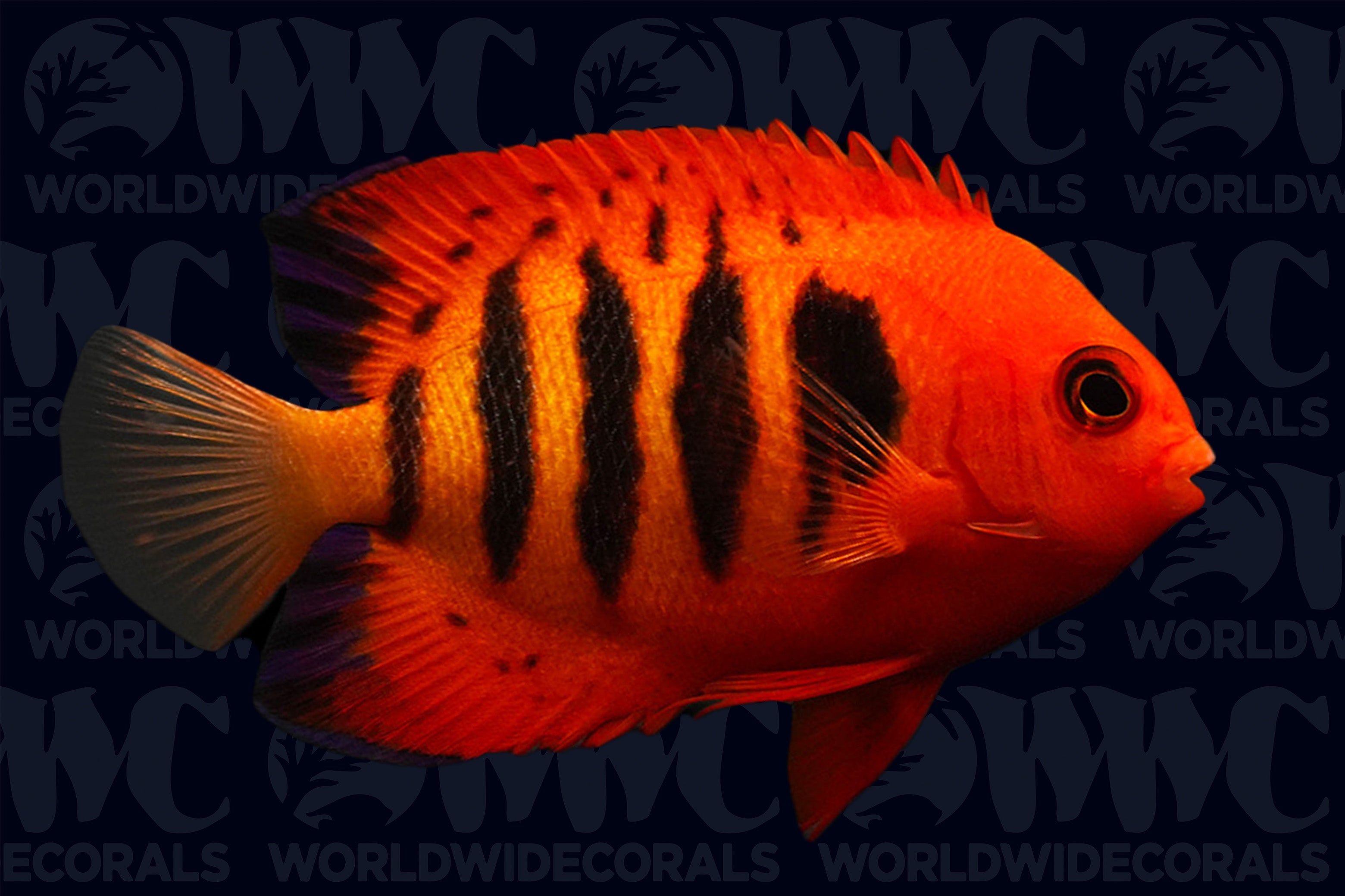 Flame Angelfish - Central Pacific