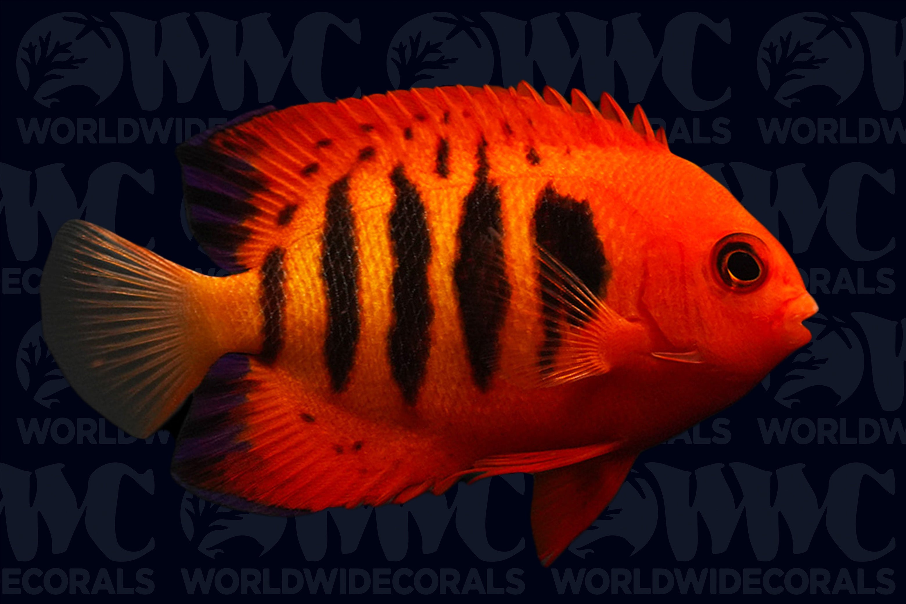 Flame Pygmy Angelfish - Central Pacific