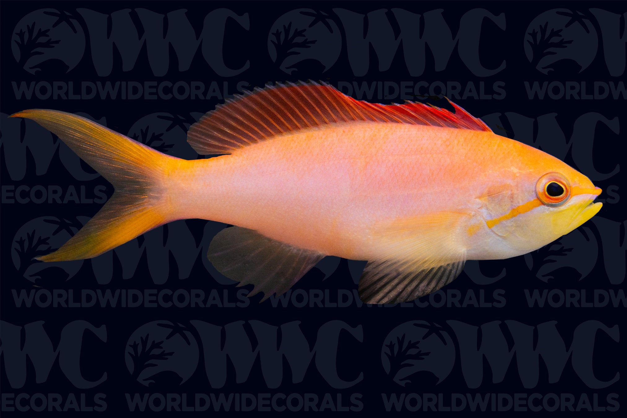 Dispar Anthias - Philippines