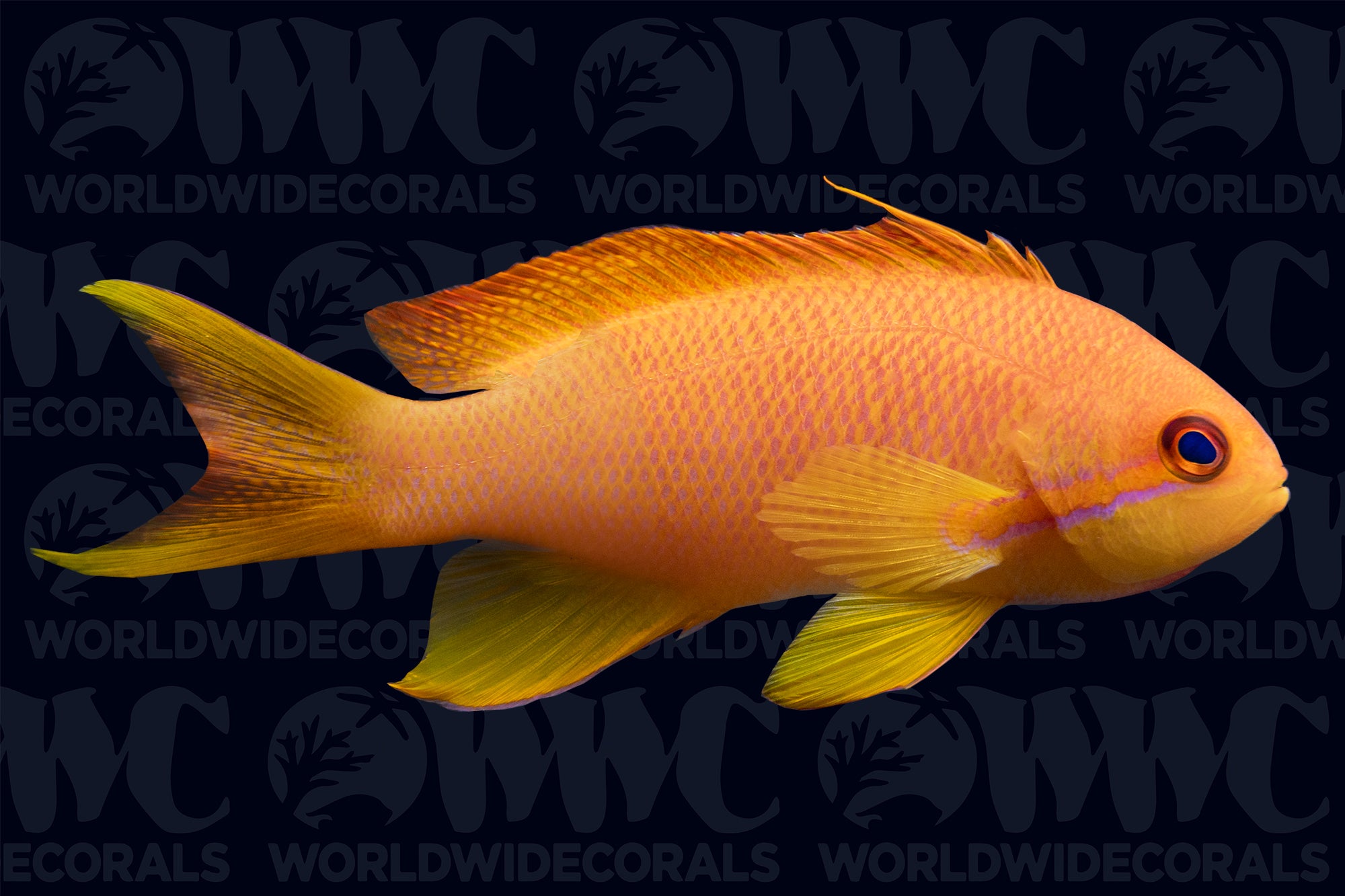 Lyretail Anthias - Female - Tonga