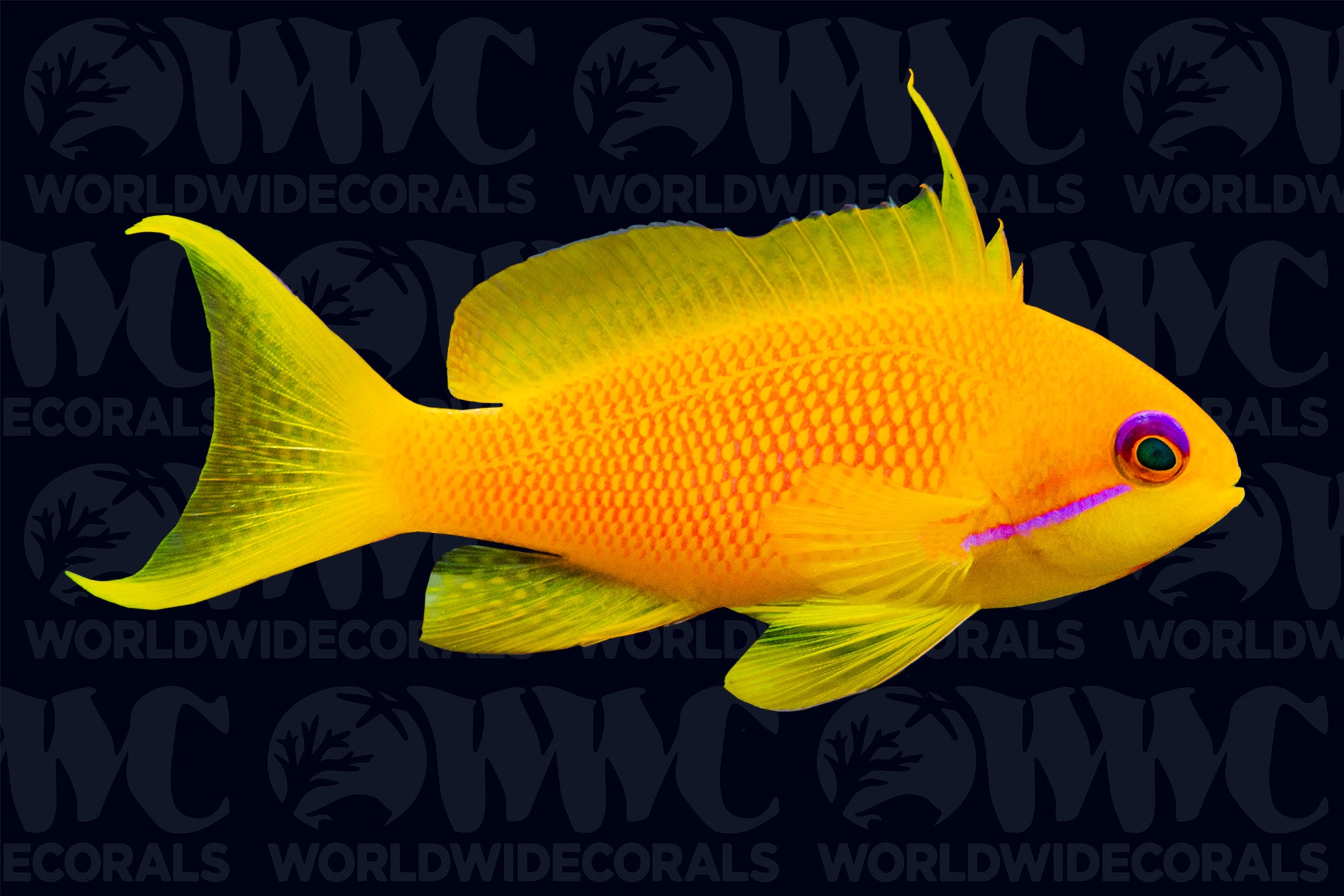 Indian Ocean Lyretail Anthias - Female - Maldives