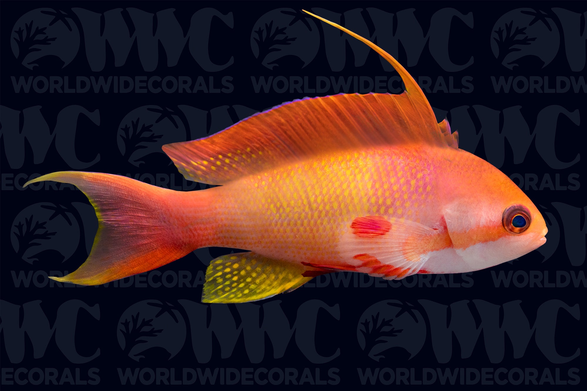 Indian Ocean Lyretail Anthias - Male - Maldives