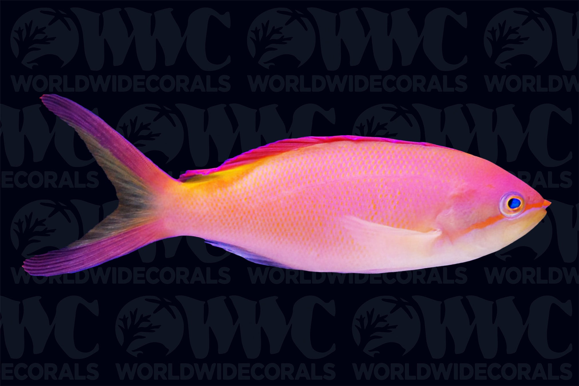 Ignitus Flame Anthias - Sri Lanka