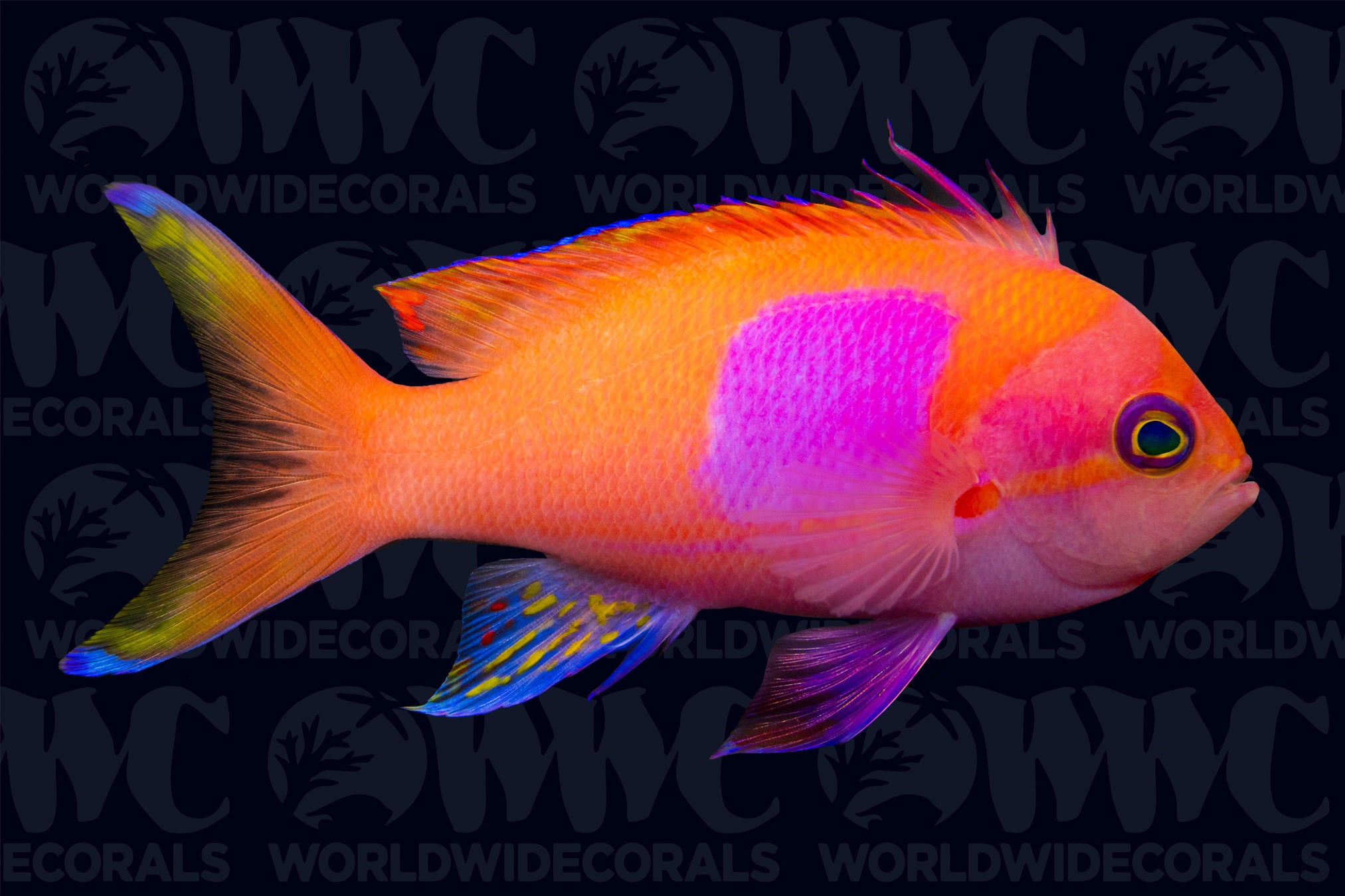 Squareback Anthias - Male - Philippines