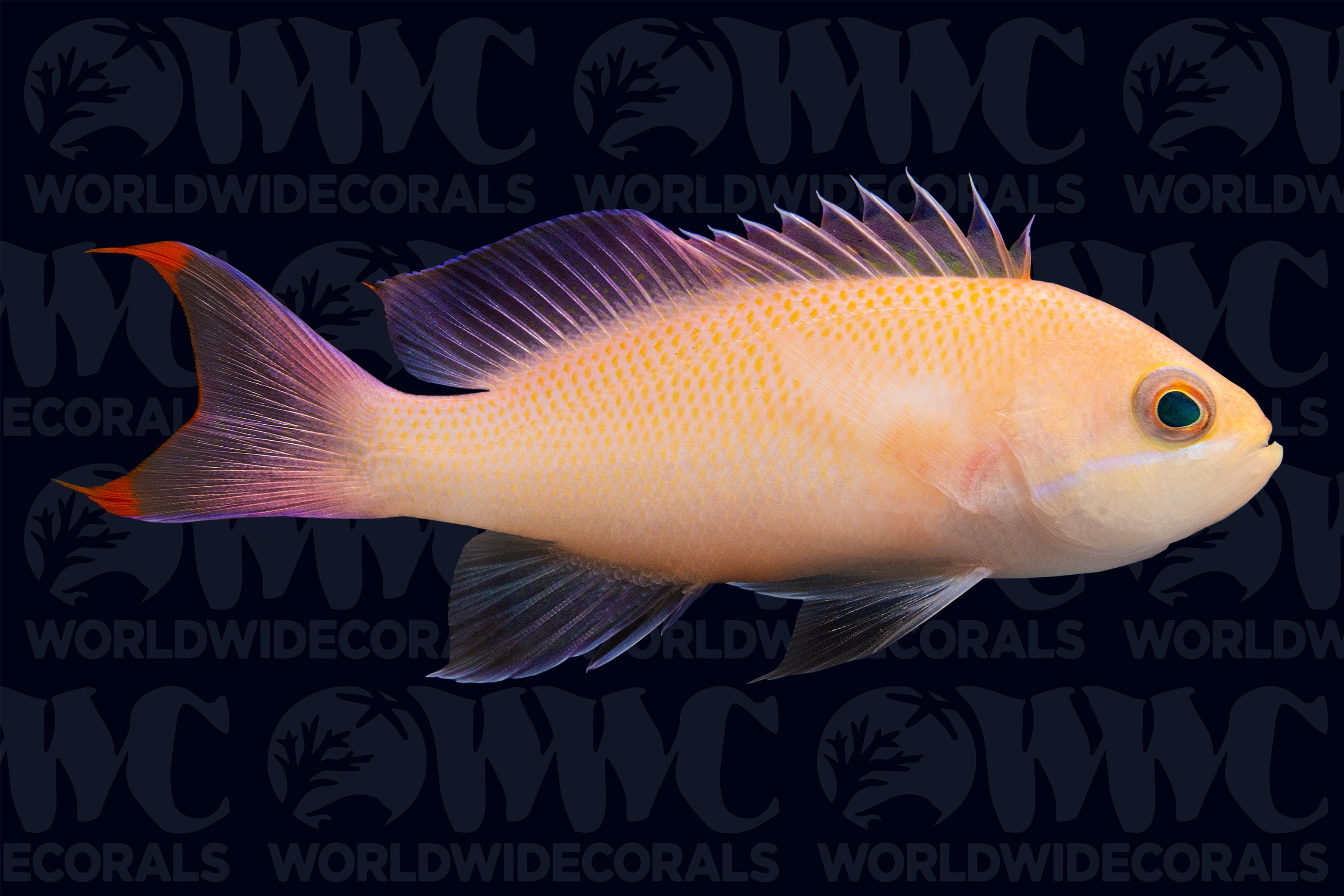 Tricolor Anthias - Female - Philippines