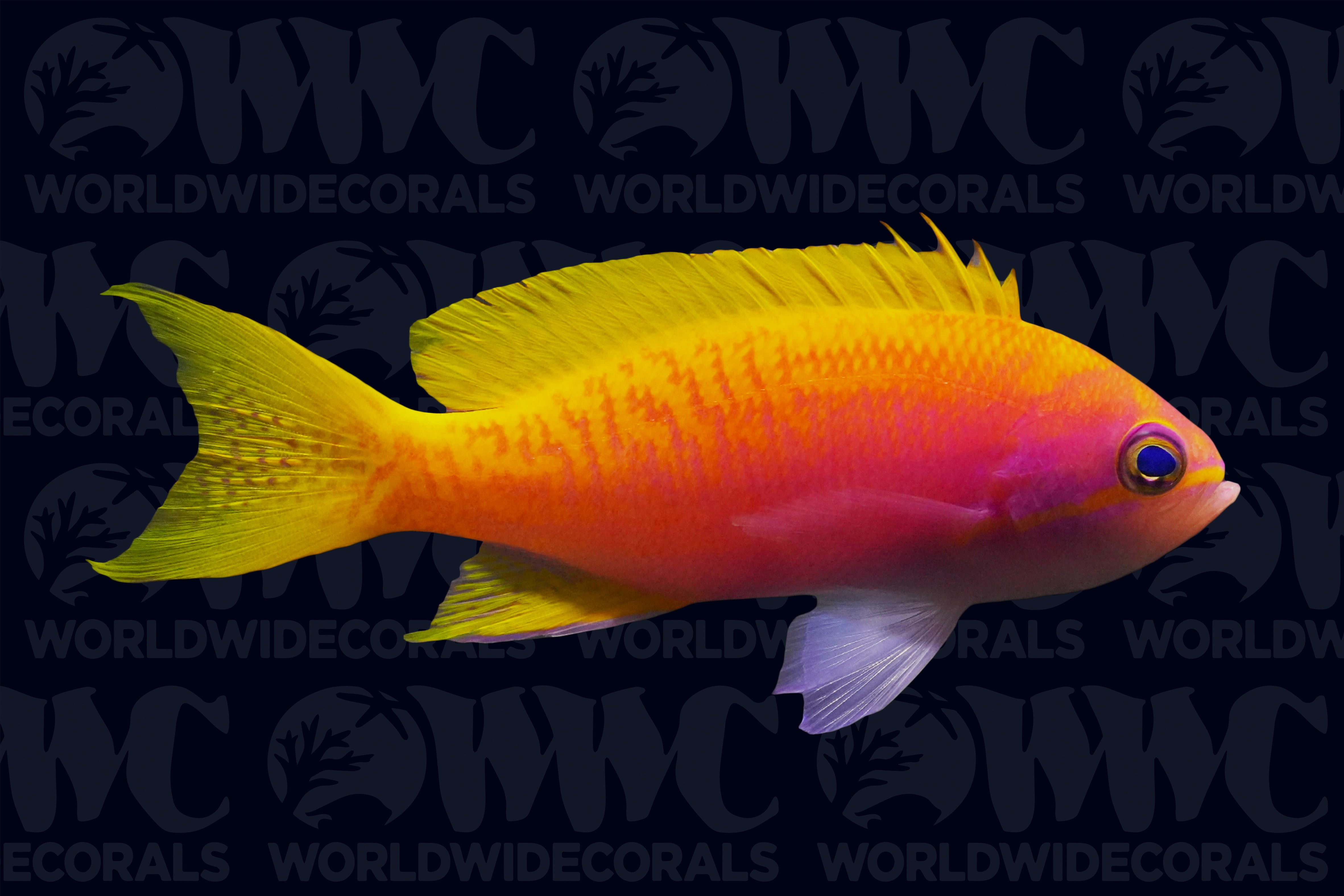 Bimaculatus Anthias - Female - Maldives